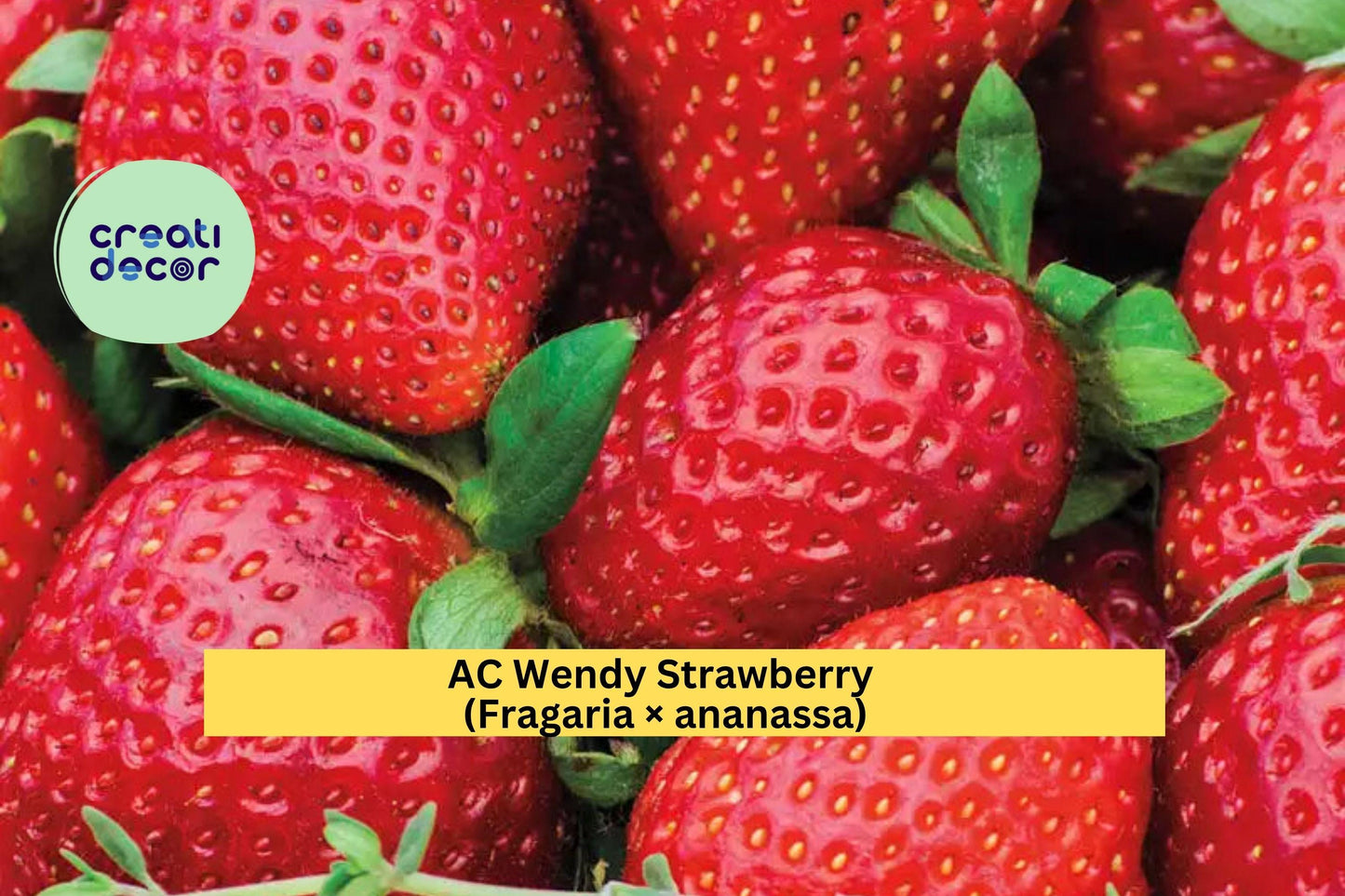 AC Wendy Strawberry Live Plants – 25 Bare Root Starters – Fragaria × ananassa Early June-Bearing Red Fruit Variety