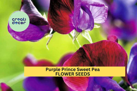 50+ Purple Prince Sweet Pea Seeds – Deep Violet Fragrant Blooms for Garden Planting, Climbing Vines for Trellises & Bouquets – USA