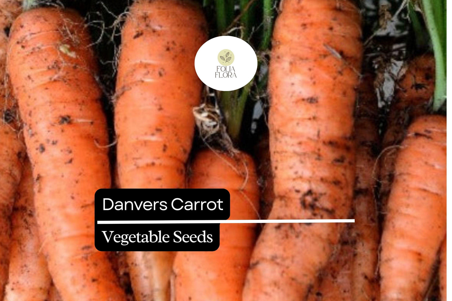 300 Danvers Carrot Seeds – Daucus carota – Sweet, Crisp, Heirloom Variety, Deep Orange Roots, Non-GMO, Ideal for Cooking & Snacking