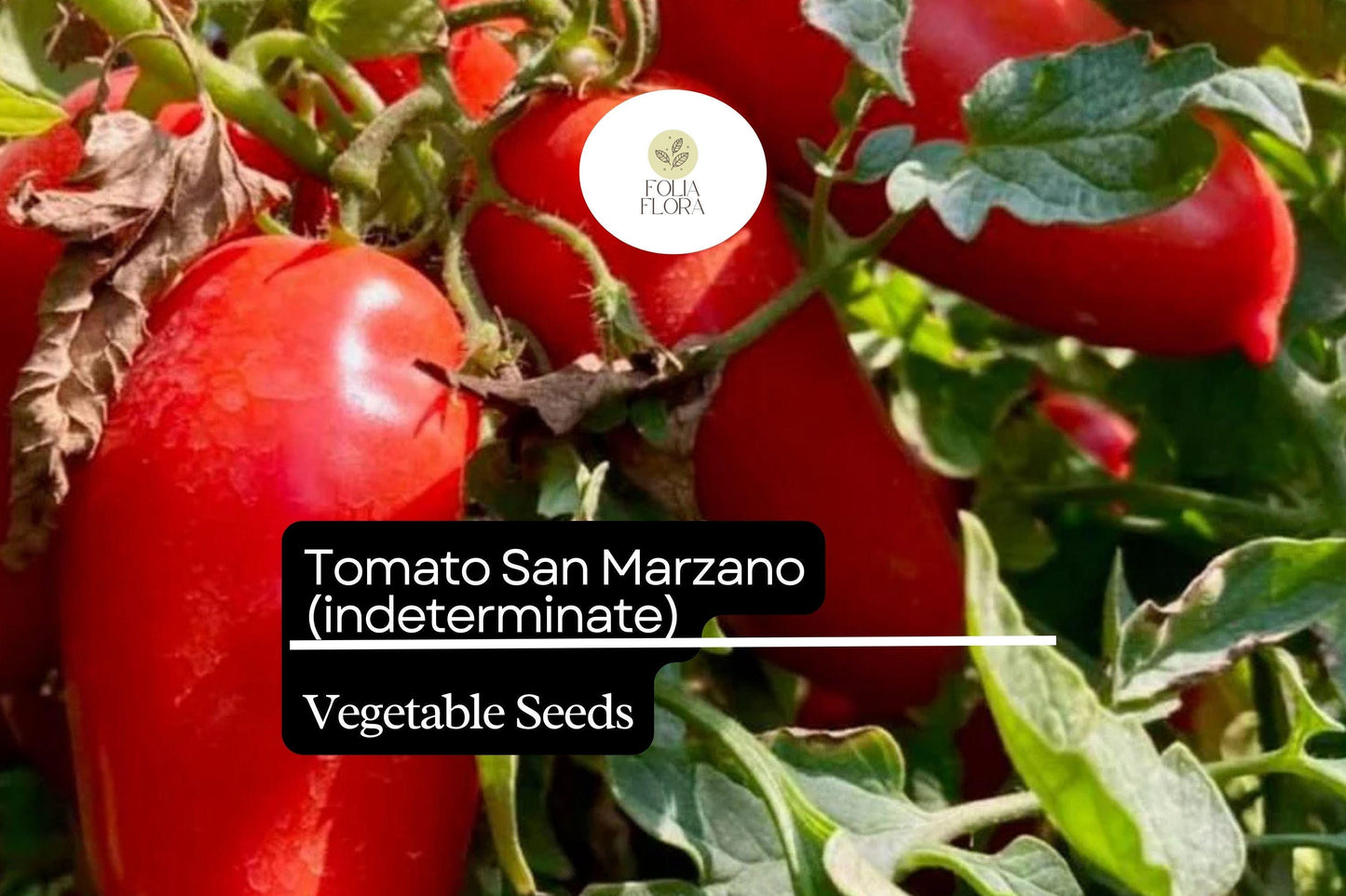 30 Seeds San Marzano Short Vine Tomato, Lycopersicon Esculentum, Indeterminate Heirloom Variety