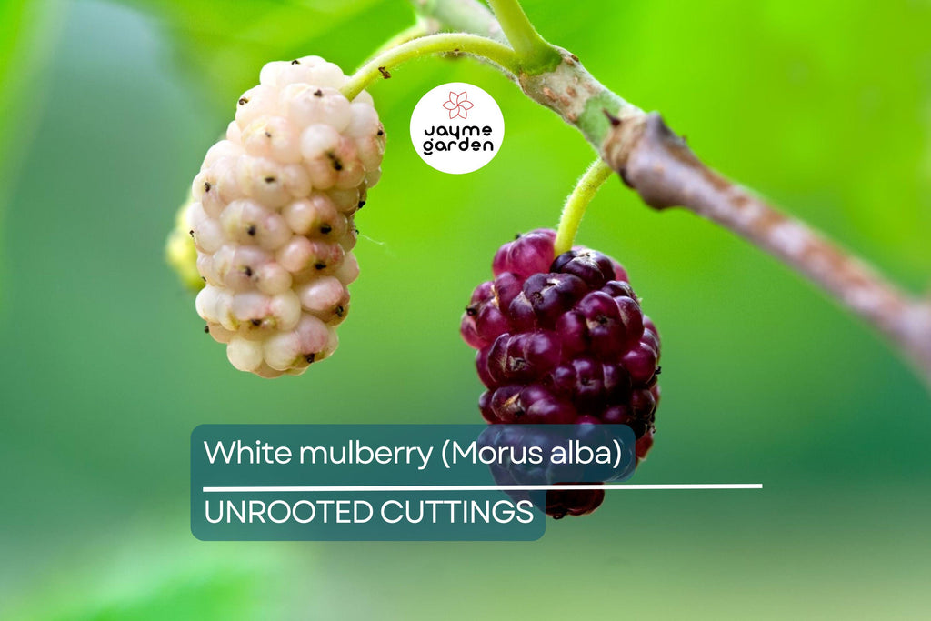 10X White Mulberry Cuttings (Morus Alba) | 6-8” Organic Sweet Fruit Tree | Cold Hardy & Fast Growing | Easy to Root |