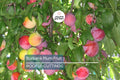 6 Burbank Plum Fruit Tree Scion Cuttings 6-10 Inches | Rooting, Grafting, High-Quality Plum