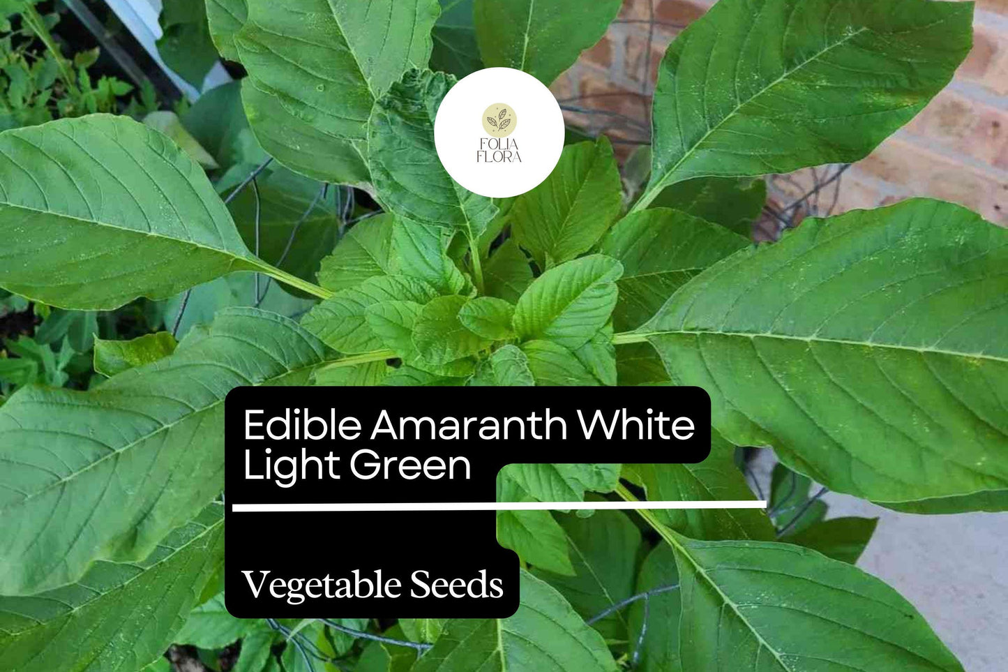 500mg Edible Amaranth Seeds Amaranthus tricolor White Light Green Leaf for Planting | Nutritious Heirloom Vegetable Microgreens