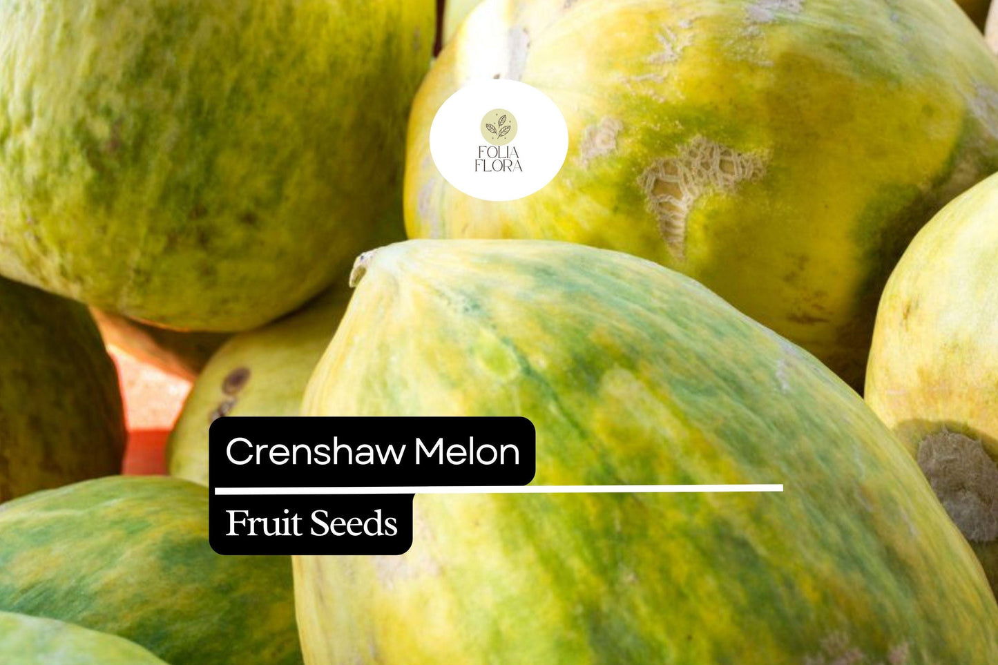 20 Seeds Crenshaw Melon (Cucumis melo) – Sweet, Juicy, Aromatic Melons for Home Gardens