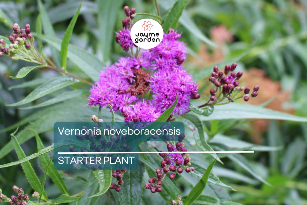 Vernonia noveboracensis | New York Ironweed | Starter Plant Plug | Live Plant