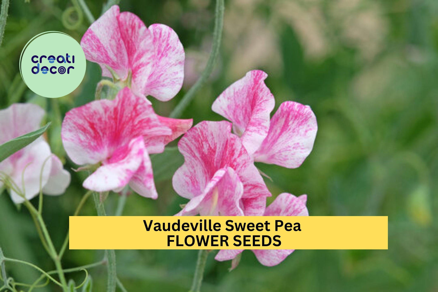 50+ Vaudeville Sweet Pea Seeds – Red & Purple Fragrant Blooms for Garden Planting, Climbing Vines for Trellises Bouquets – USA