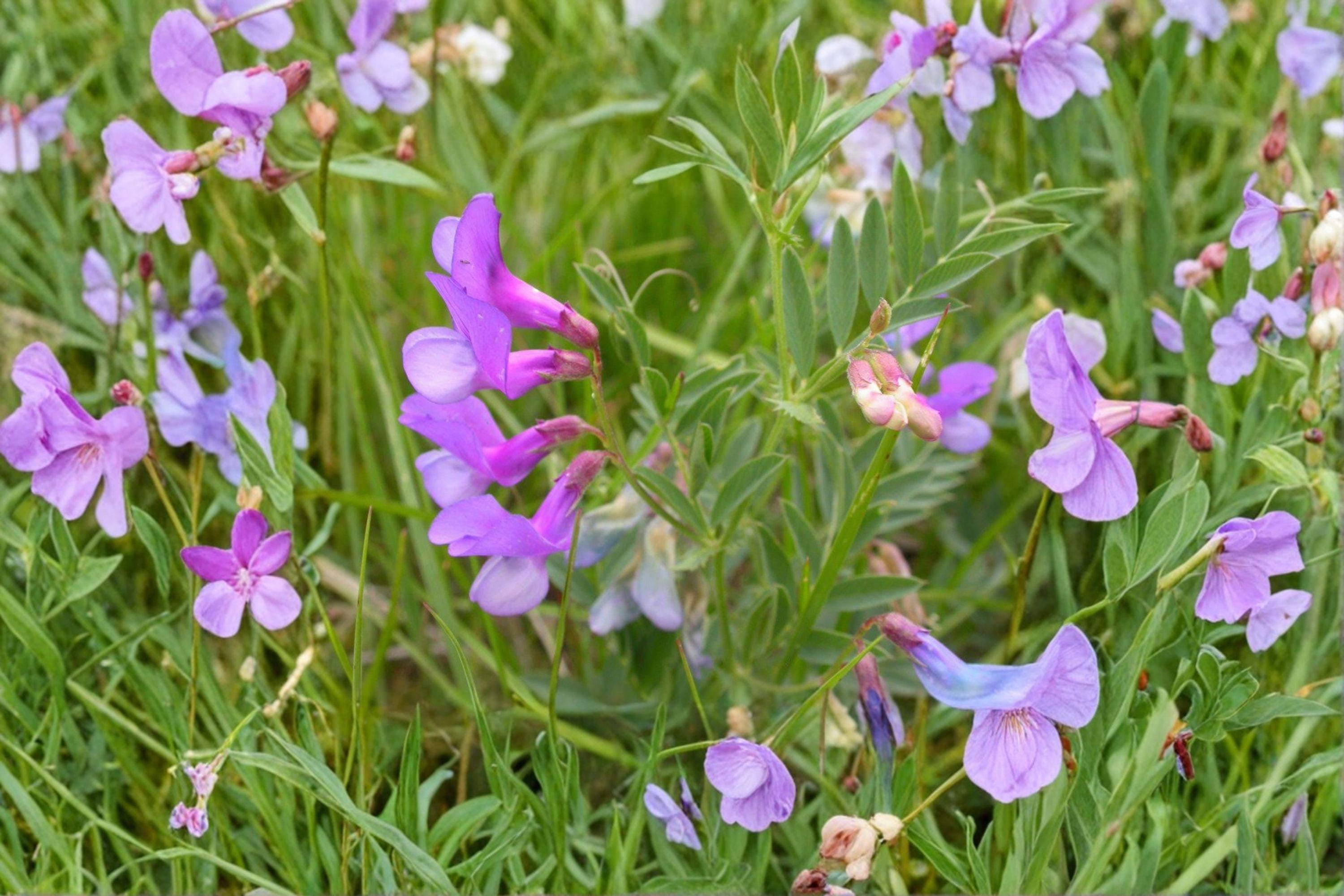 American Vetch – Vicia americana 25 Seeds | Native Nitrogen-Fixing Vine | Purple Blooms | Pollinator & Soil Builder