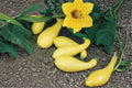 Early Summer Crookneck – Summer Squash 10 Seeds | Classic Heirloom Squash | Tender Yellow Fruit | Early & Prolific