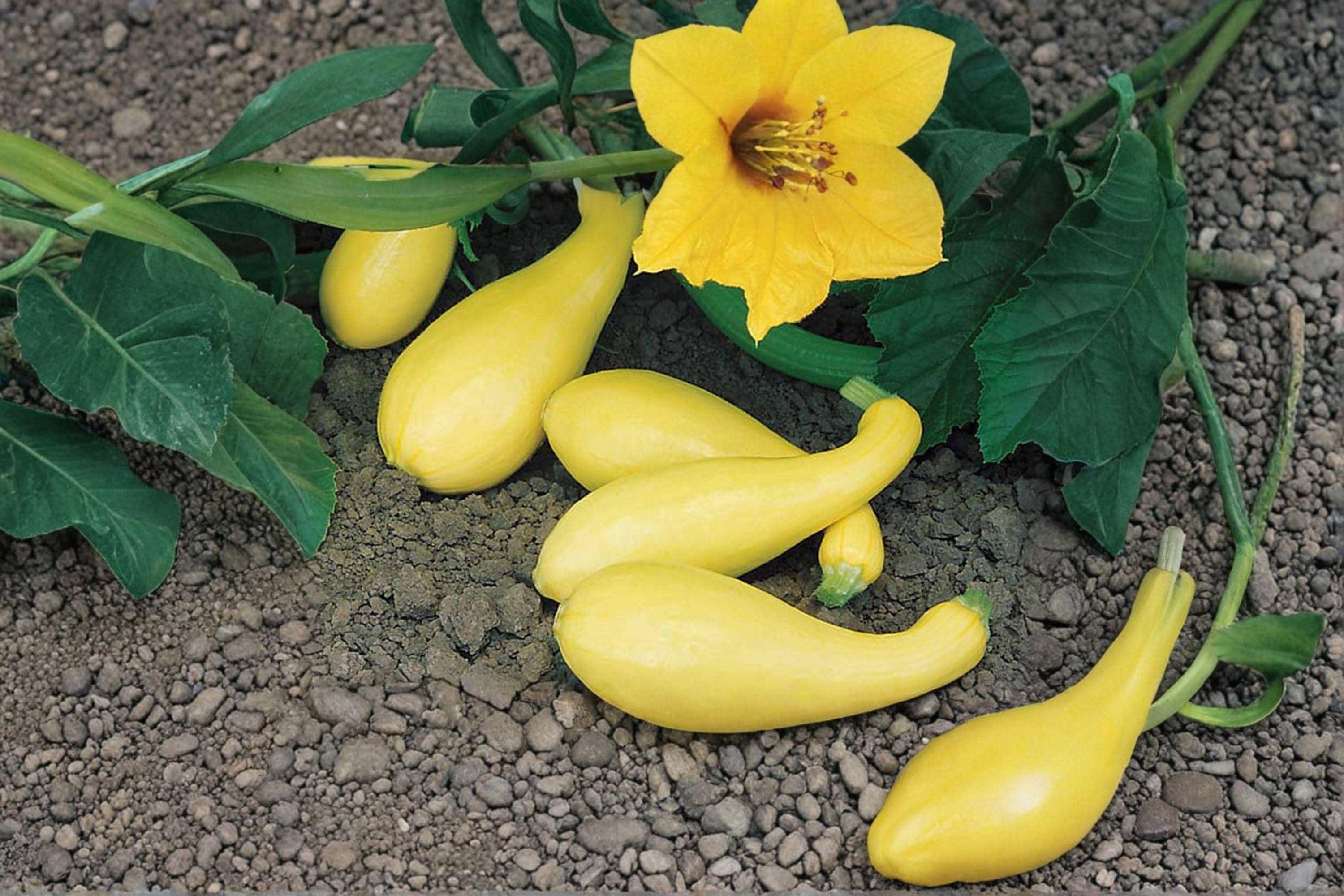 Early Summer Crookneck – Summer Squash 10 Seeds | Classic Heirloom Squash | Tender Yellow Fruit | Early & Prolific