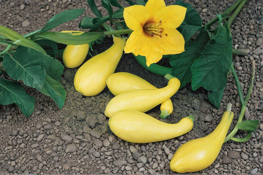 Early Summer Crookneck – Summer Squash 10 Seeds | Classic Heirloom Squash | Tender Yellow Fruit | Early & Prolific