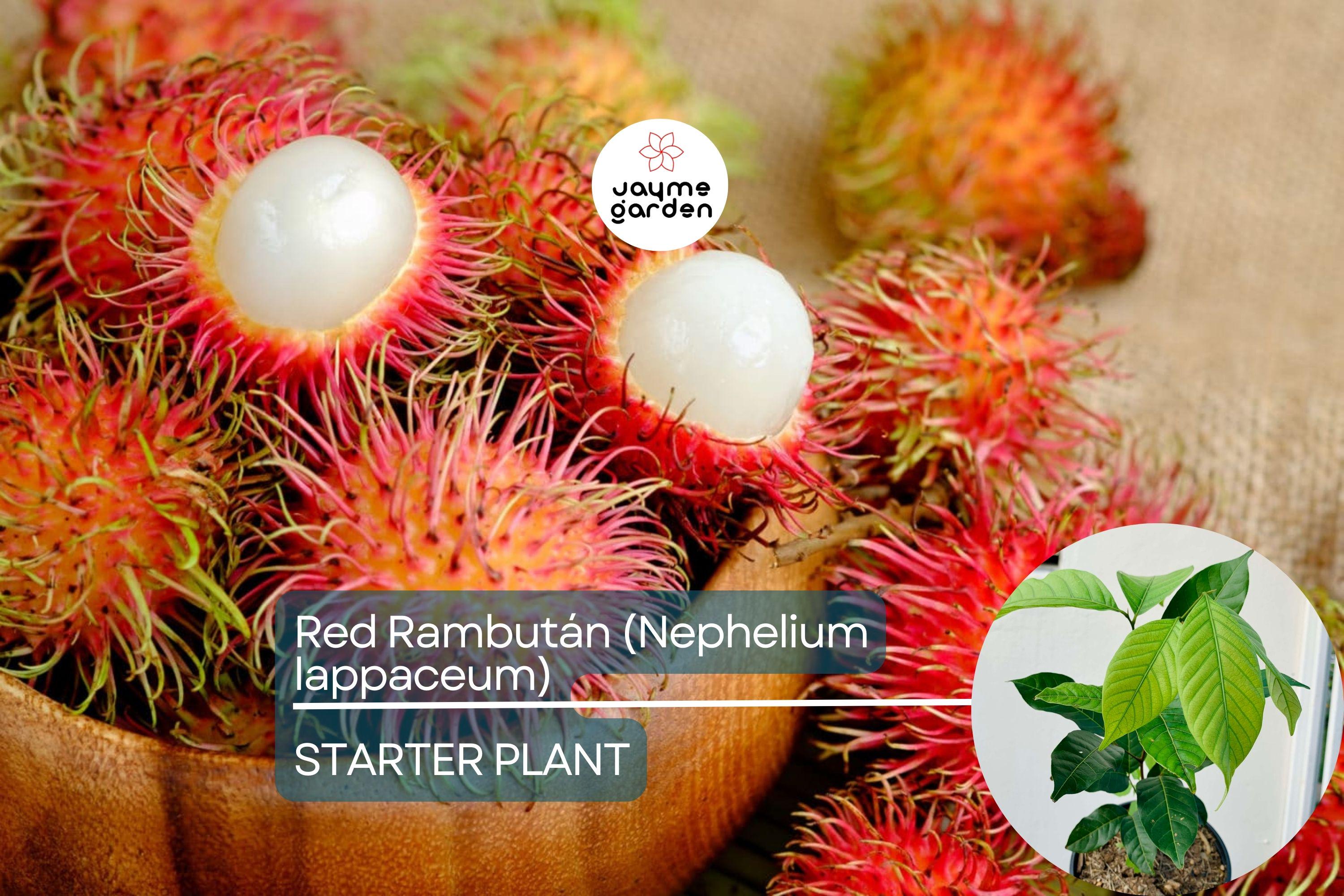 Red Rambutan Tree (Nephelium lappaceum) – Live Exotic Tropical Fruit Plant Vibrant 12”-24” Starter