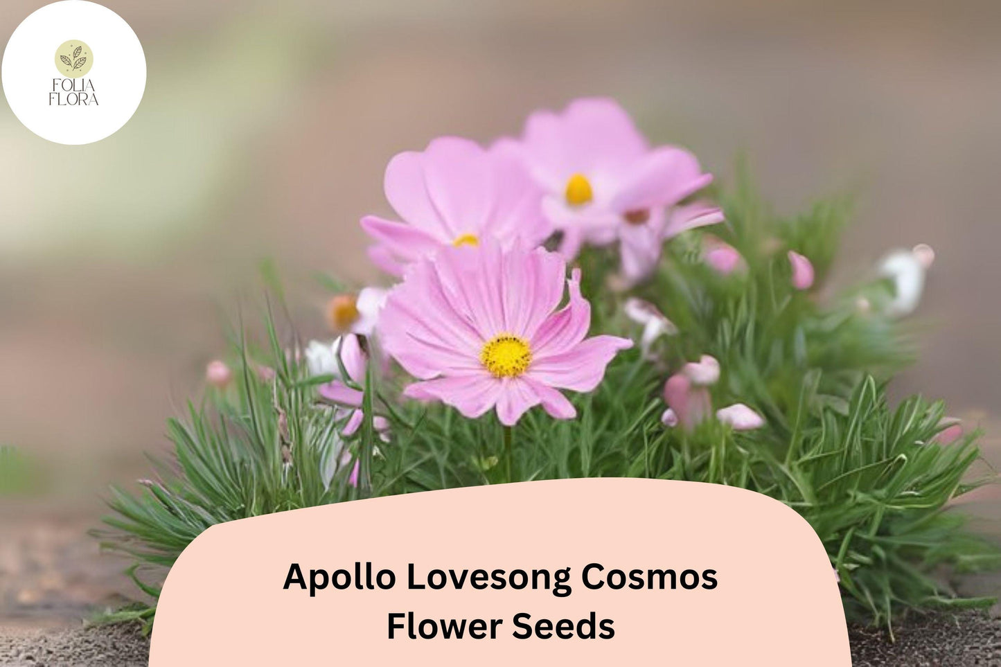 200+ Apollo Lovesong Cosmos Seeds | Cosmos Bipinnatus Pink & White Flower Garden Planting
