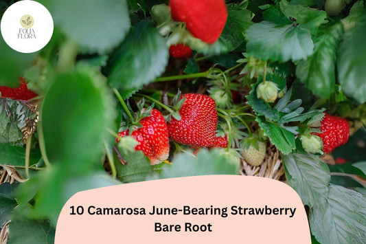 Camarosa June-Bearing Strawberry Plants | 10 Live Bare Root Fragaria × ananassa