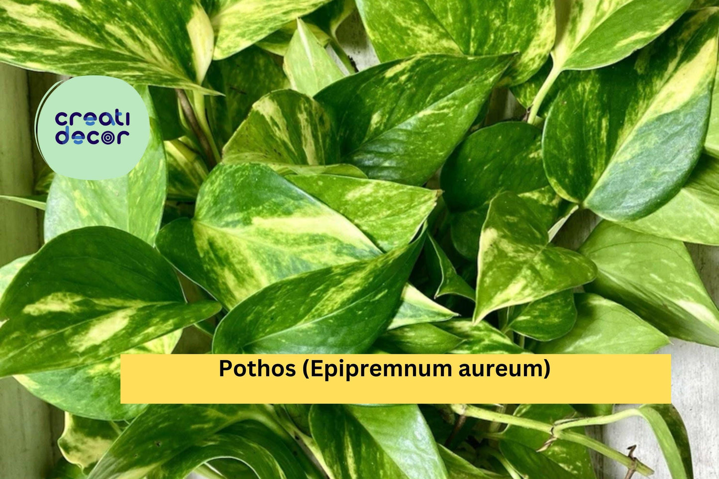Pothos Cuttings | Set of 10 Live Rooted Starter Plants | Easy Fast-Growing Indoor Vine for Hanging Baskets & Houseplant Décor