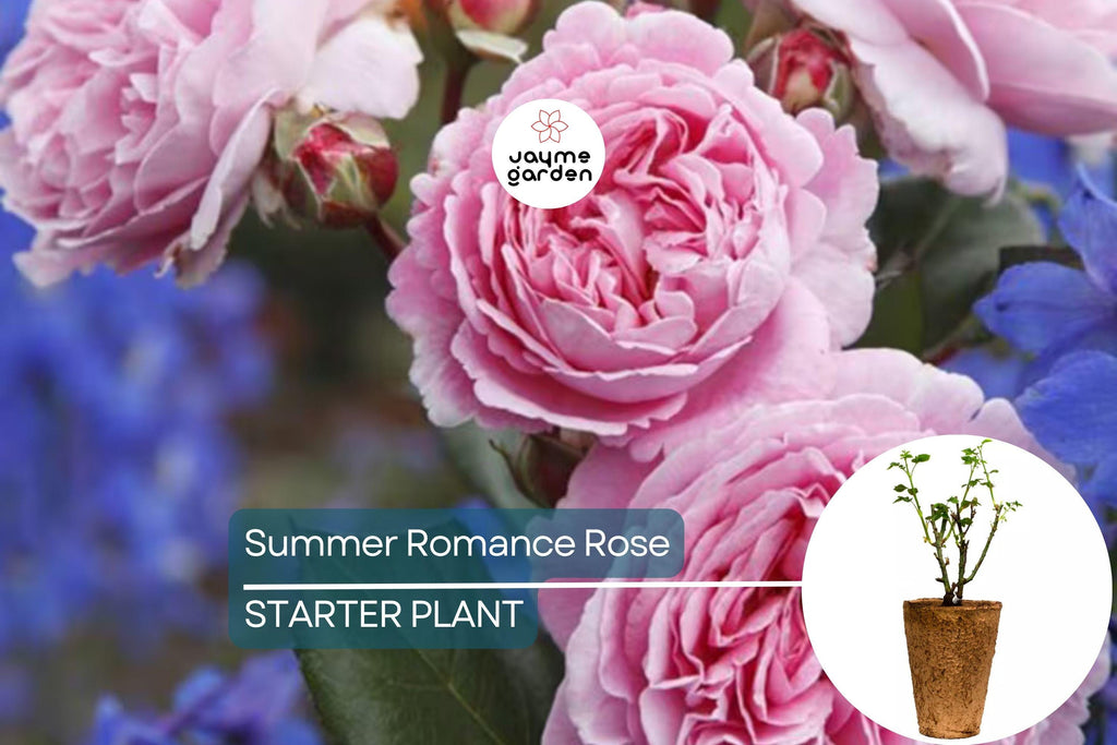 Summer Romance Rose - 1.5 Gal | Fragrant Pink Floribunda | Own-Root | Rebloomer | Apple & Licorice Scent | Hardy Zones 5-10