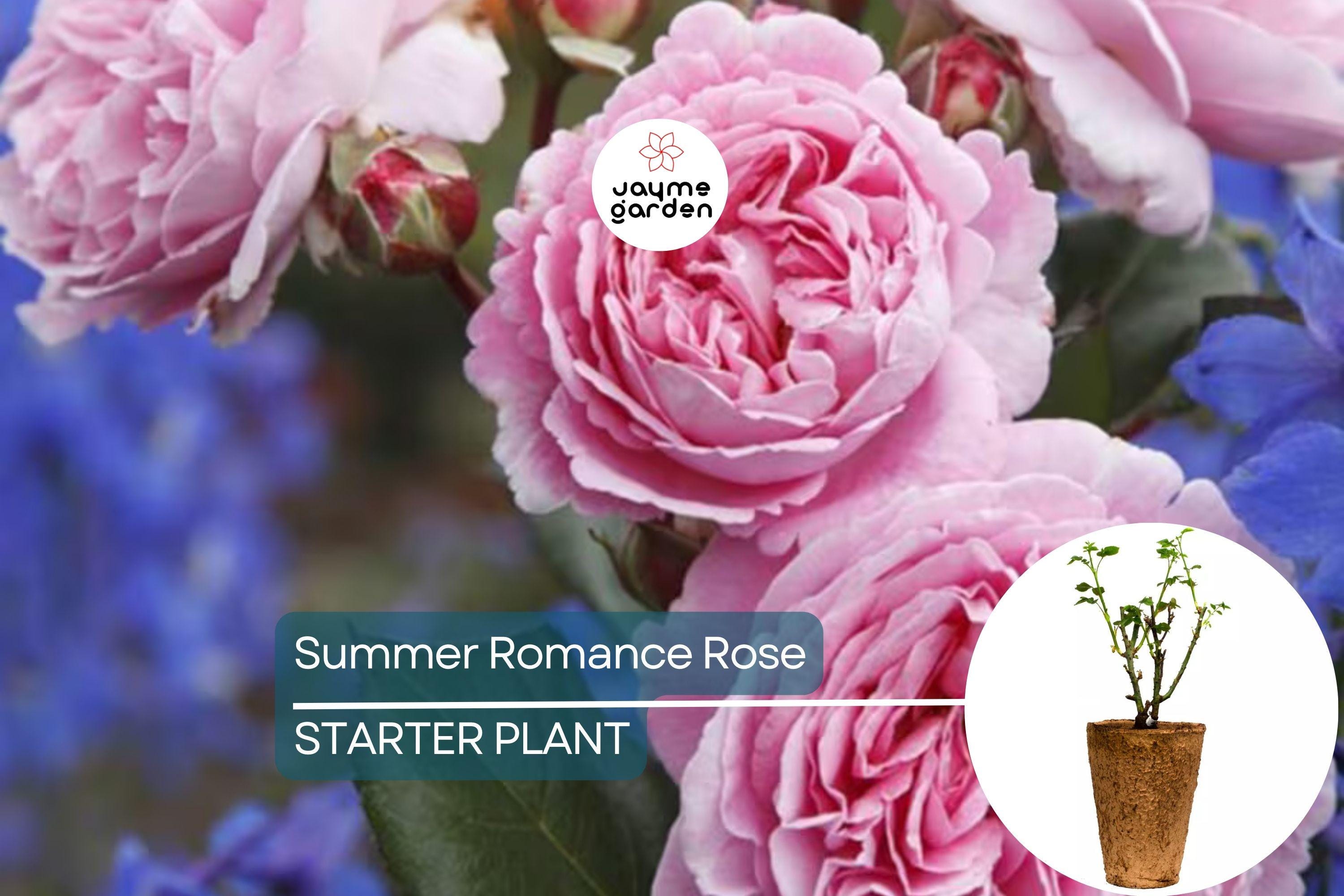 Summer Romance Rose - 1.5 Gal | Fragrant Pink Floribunda | Own-Root | Rebloomer | Apple & Licorice Scent | Hardy Zones 5-10