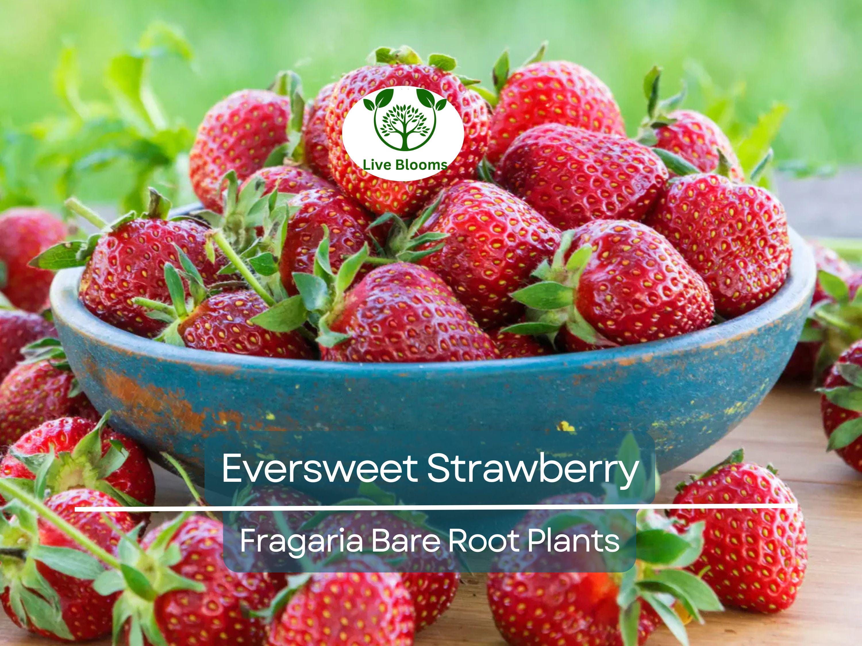 10 Eversweet Strawberry Plants – Bare Root Everbearing Variety – Sweet, Juicy, Large Berries – Heat Tolerant & Productive