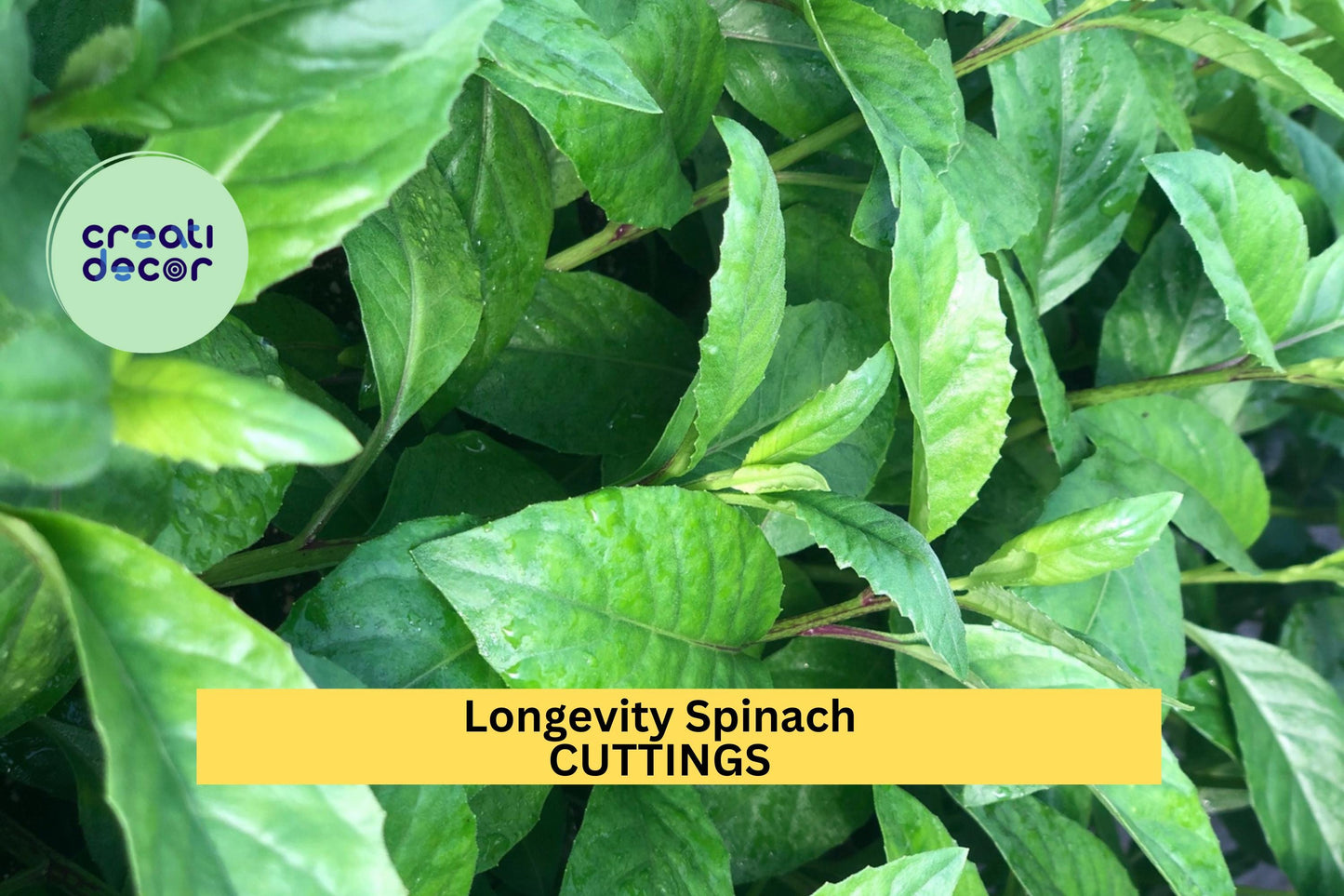 3 Longevity Spinach Cuttings | Gynura Procumbens | Edible Leafy Starter Plant | Easy to Grow | FREE Shipping Included