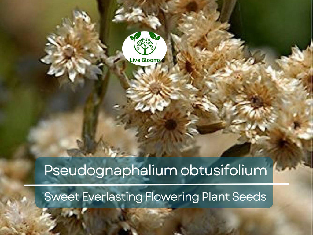 30 mg Seeds Pseudognaphalium obtusifolium – Sweet Everlasting Flowering Plant for Planting | Drought-Tolerant Wildflower Seeds