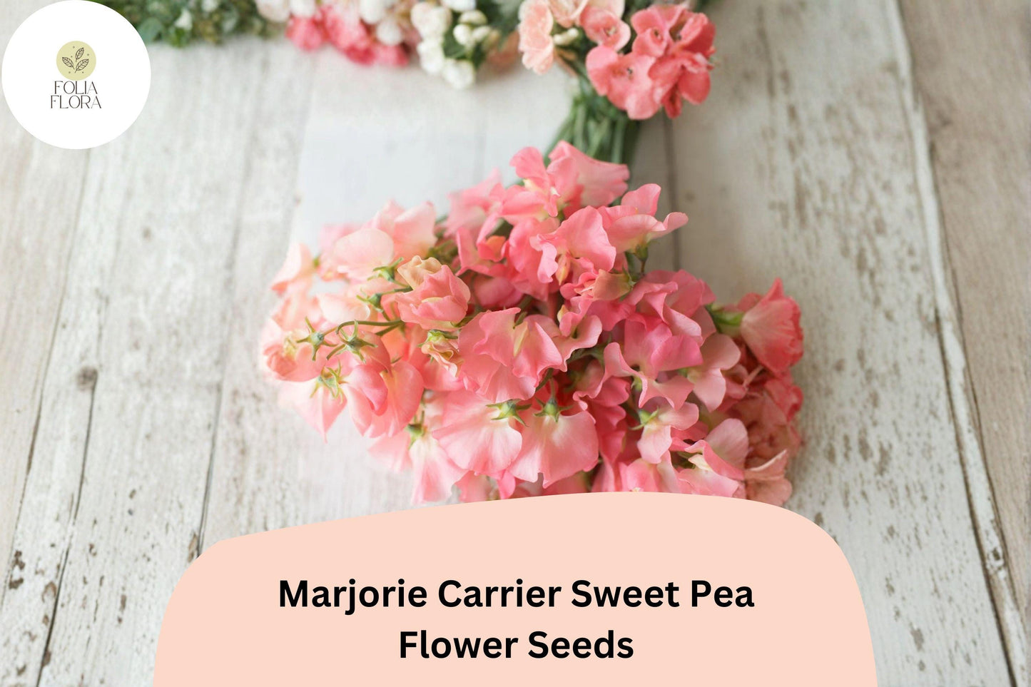 50+ Marjorie Carrier Sweet Pea Seeds | Lathyrus odoratus | Fragrant Pink Climbing Flowers