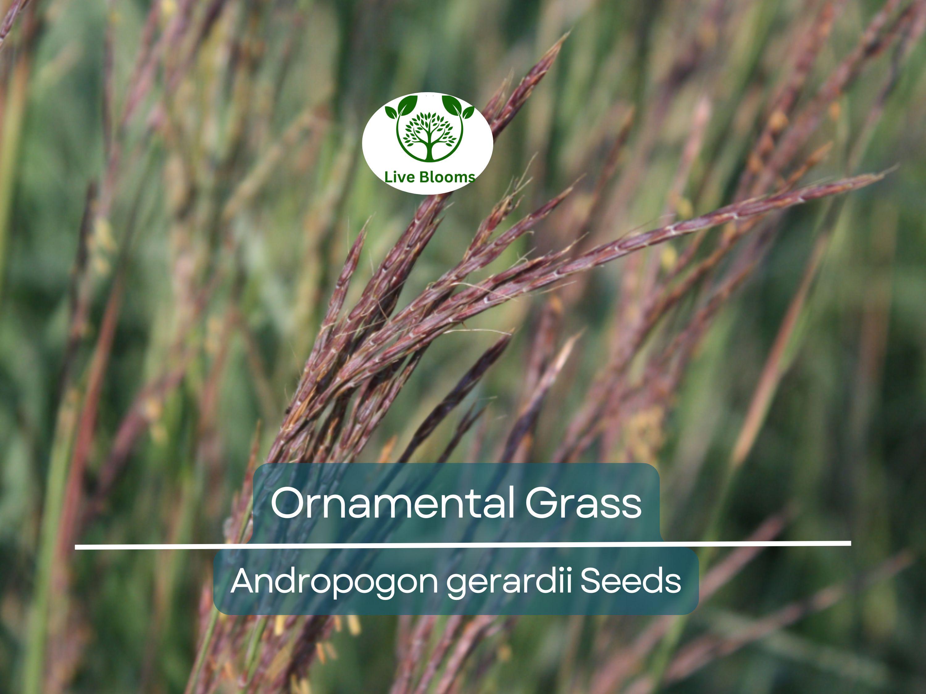 1,000 Ornamental Grass Seeds | Andropogon gerardii Big Blue, Landscaping Marvel, Tall & Hardy Grass, Beautiful Yard and Garden Plant