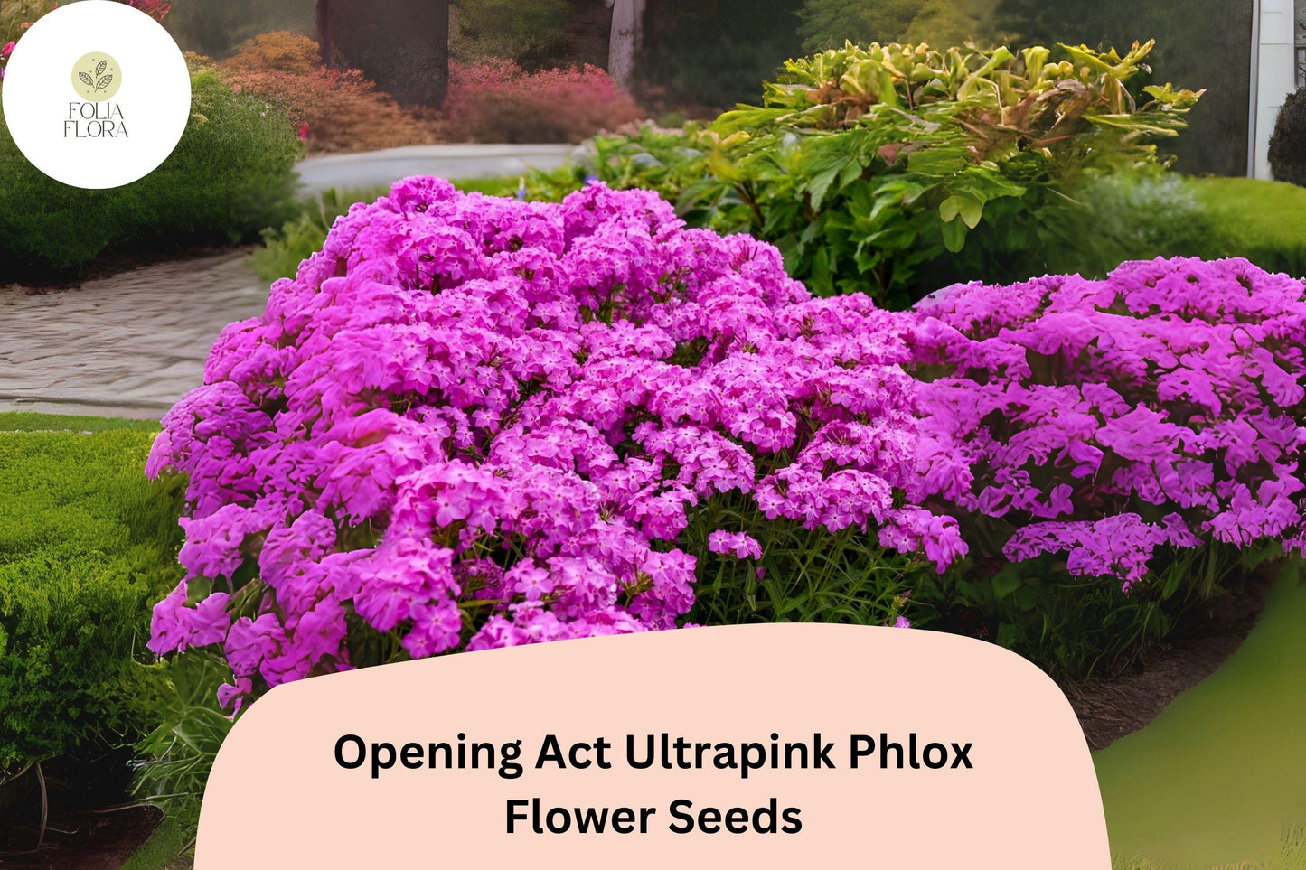 100+ Opening Act Ultrapink Phlox Seeds – Vibrant Perennial Garden Flowers, Phlox Hybrid
