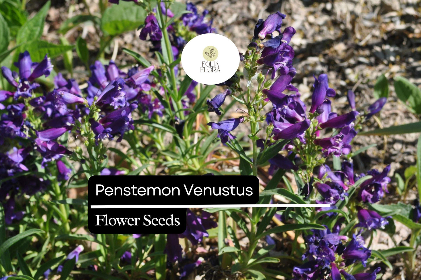100mg Penstemon venustus - Venus Penstemon Seeds, Lavender Wildflower, Pollinator-Friendly Perennial