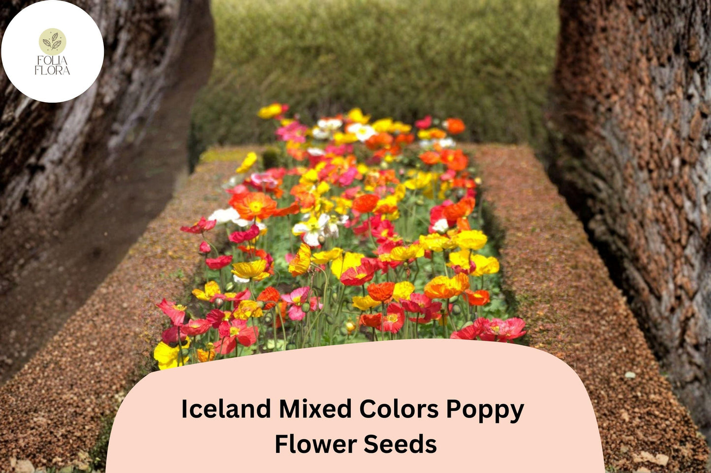 200+ Iceland Mixed Colors Poppy Seeds for Garden Planting – Bright Perennial Blooms, Easy to Grow Flowers