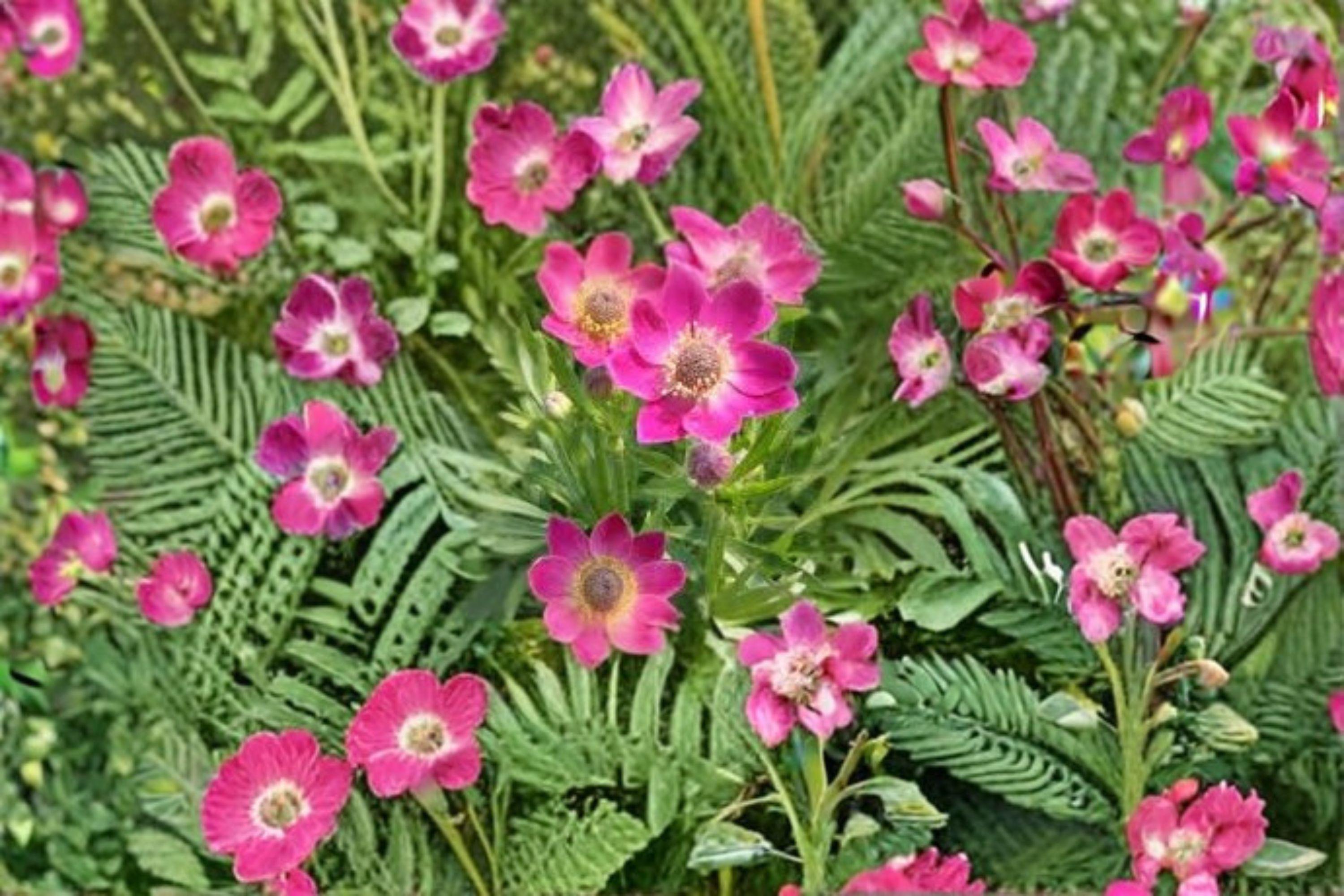 Anemone multifida/Windflower – 100 Seeds | Native Perennial Wildflower | Alpine & Prairie Plant | Early Bloomer