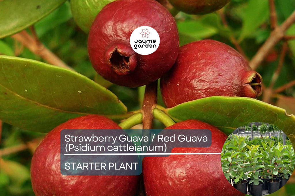 1 Red Guava Tropical Fruit Tree (Psidium guajava) 12”-24” - Sweet, Nutrient-Rich, Tropical Delight for Gardens