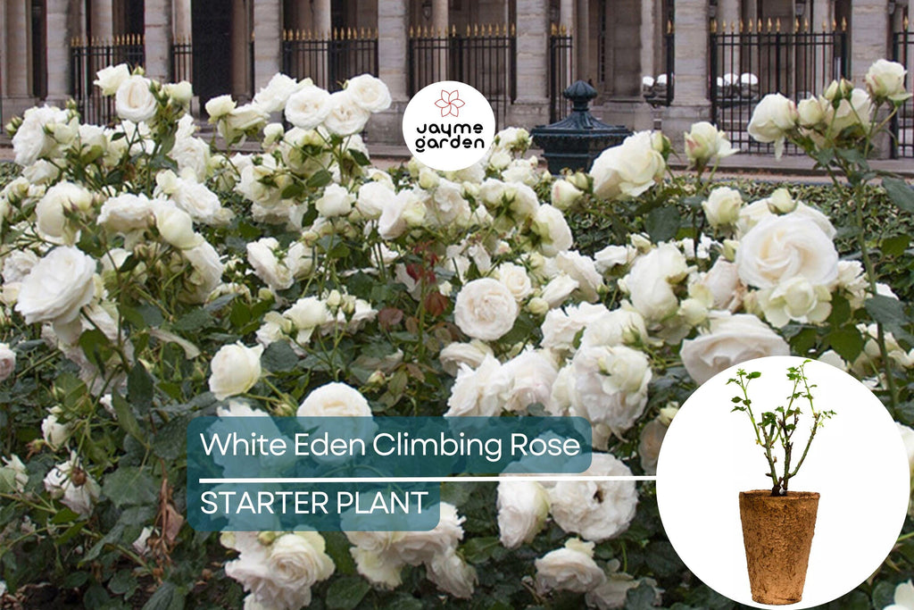 White Eden Climbing Rose – 1.5 Gal Pot | 100+ Petals | Creamy White Blush Flowers | Own Root | Hardy Zones 5-9 | 12’ Tall | Repeat Bloomer