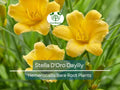10 Stella D'Oro Daylily Bare Root Plants – Hemerocallis ‘Stella de Oro’ – Mini Border Lily, Hardy Perennial, Long Blooming Yellow