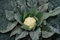 Cauliflower – Snowball Y Improved 100 Seeds | Heirloom Cauliflower | Pure White Heads | Reliable Cool-Season Crop