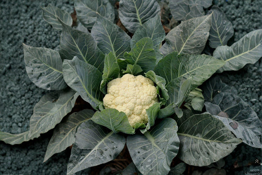 Cauliflower – Snowball Y Improved 100 Seeds | Heirloom Cauliflower | Pure White Heads | Reliable Cool-Season Crop