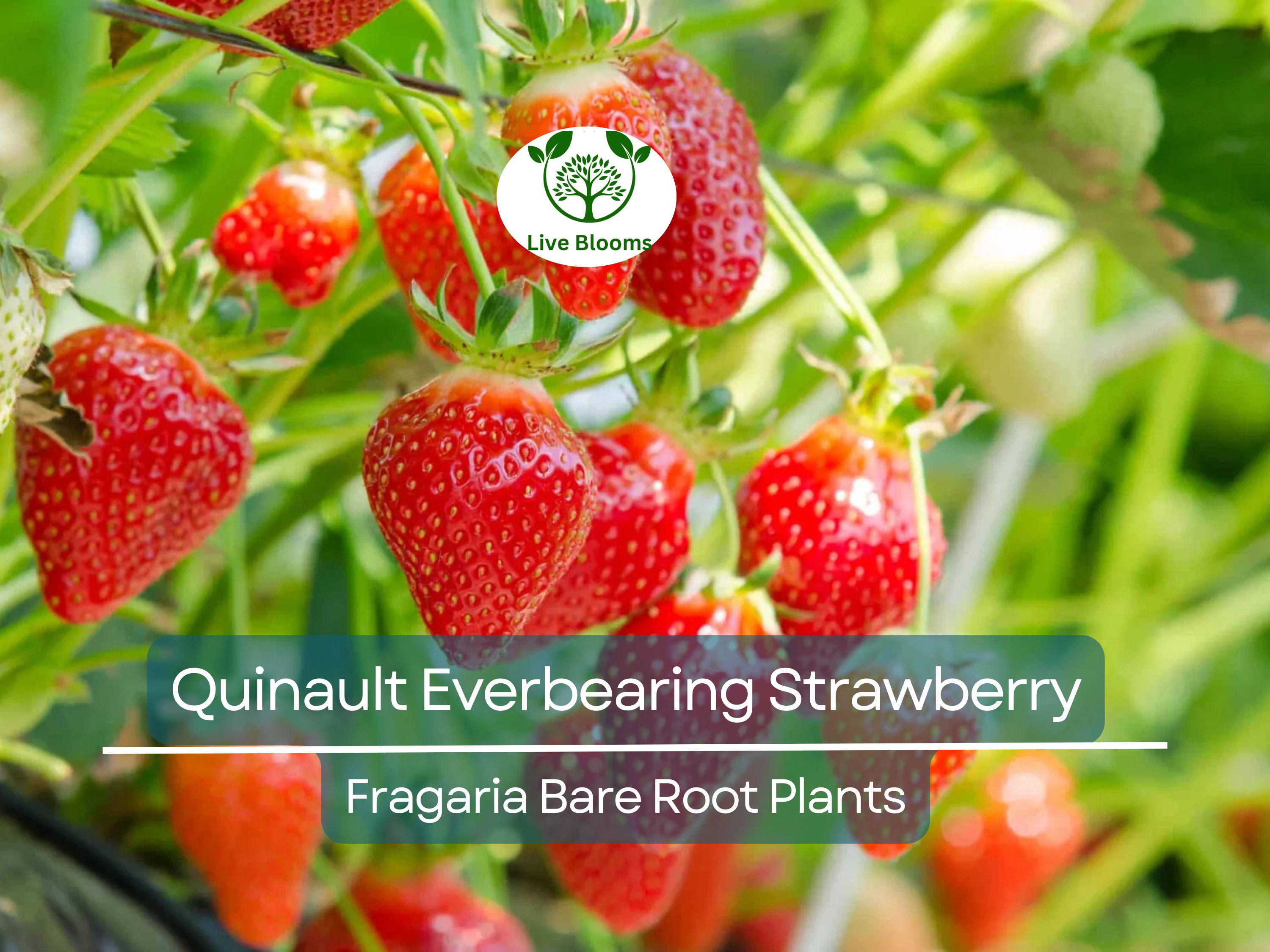 25 Quinault Everbearing Strawberry Plants - Bare Root - Fragaria × ananassa - Sweet, Juicy, Heirloom, Non-GMO, Easy to Grow