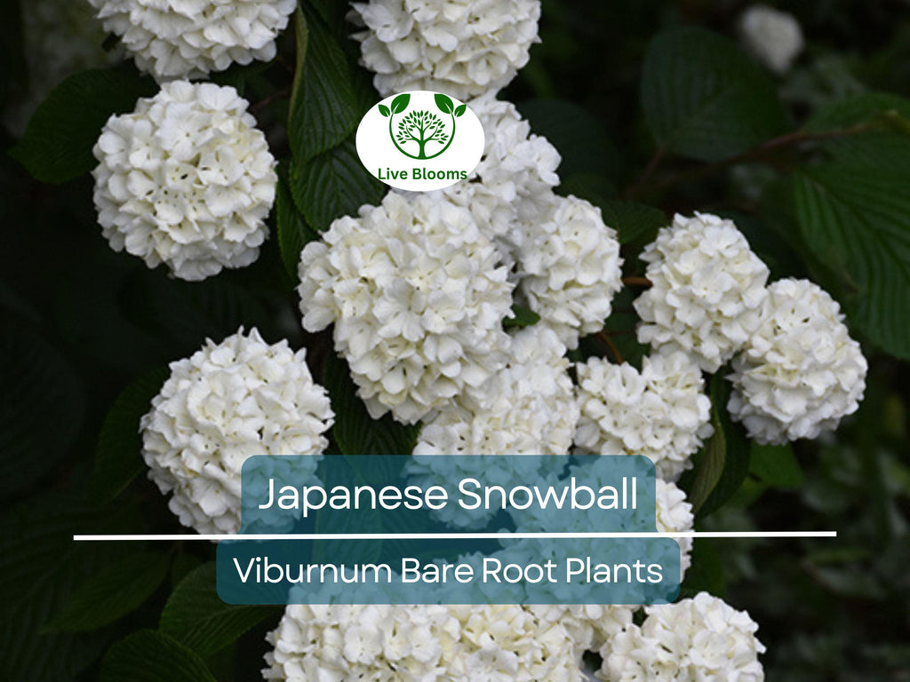 1 Japanese Snowball Viburnum Shrub - 12-18" Bare Root Starter Plant - Viburnum Plicatum Live Plant