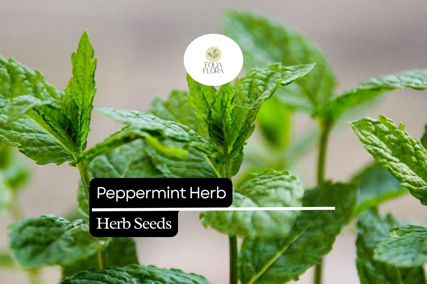 30mg Peppermint Herb Seeds | Mentha × piperita Fresh Aromatic Mint | Culinary & Medicinal Garden Herb