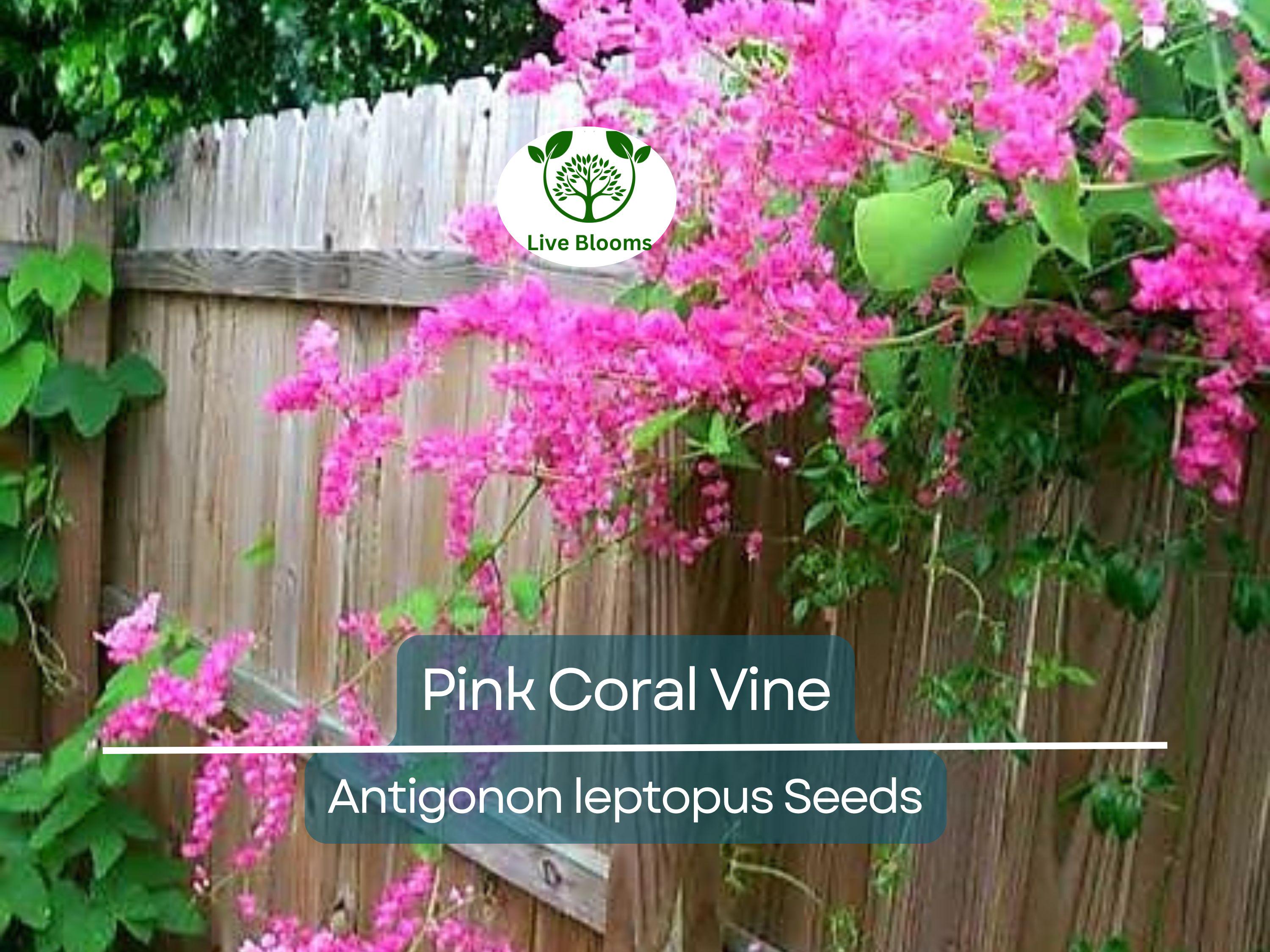 5 Pink Coral Vine Flower Seeds | Mexican Creeper (Antigonon leptopus) | Rare, Vining, Creeping Flowering Plant for Gardens