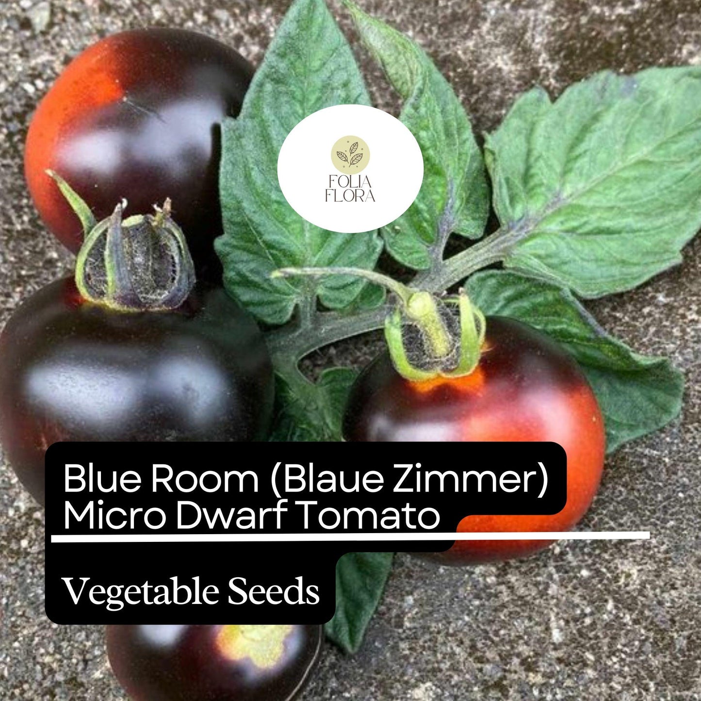 15 Blue Room (Blaue Zimmer) Micro Dwarf Tomato Seeds (Solanum lycopersicum) – Heirloom, Non-GMO, Compact & High-Yield