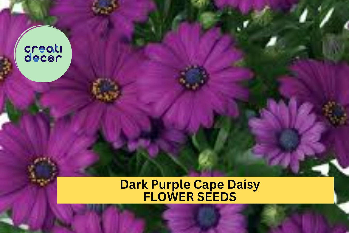200+ Dark Purple Cape Daisy Seeds – Bold Blooms for Garden Planting, Drought-Tolerant Flowers for Beds, Borders & Containers – USA