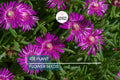 20 Ice Plant Seeds (Delosperma cooperi) - Hardy Succulent Ground Cover, 6" Tall, Magenta Flowers