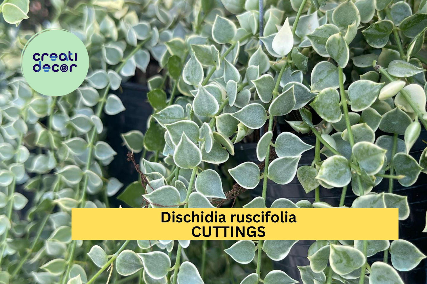 1 Million Hearts Cutting – Dischidia ruscifolia Unrooted Starter Vine for Hanging Baskets or Terrariums – Easy to Grow – USA