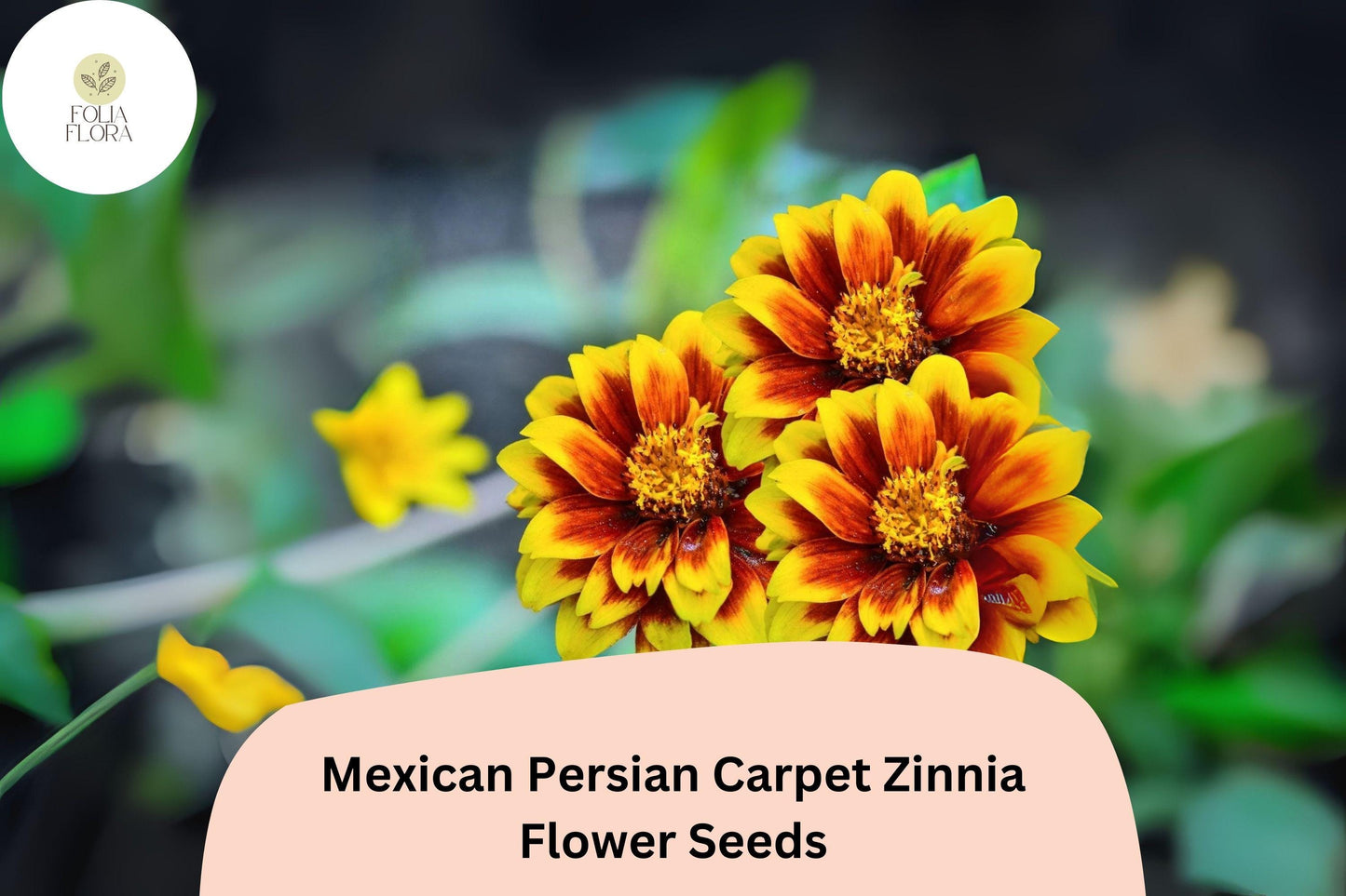 100+ Mexican Persian Carpet Zinnia Seeds – Colorful Dwarf Mix for Garden Beds, Borders & Containers