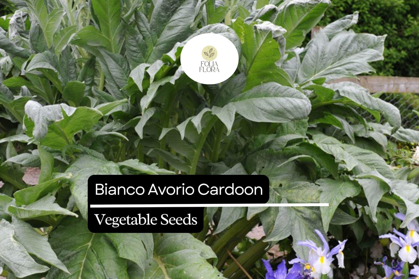 20 Seeds Bianco Avorio Cardoon (Cynara cardunculus) – Unique Edible Ornamental with Tender Stalks