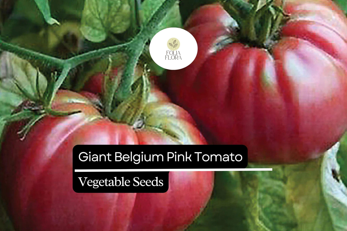 30 Giant Belgium Pink Tomato Seeds – Solanum lycopersicum – Heirloom, Non-GMO, Large Fruits for Slicing & Sandwiches