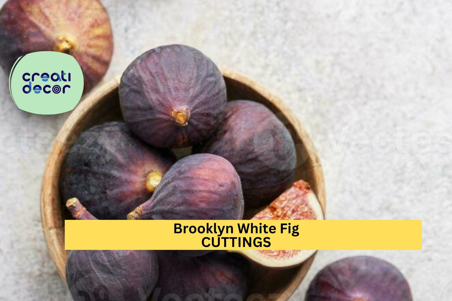 Brooklyn White Fig Tree Cuttings (2) + Willow Water | Rare Heirloom Variety | Fresh Unrooted Scions for Propagation & Grafting