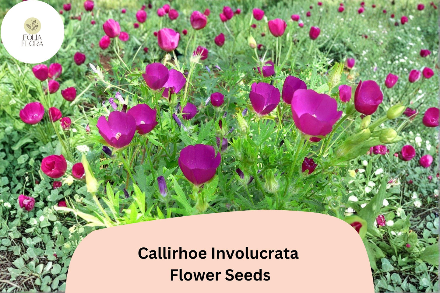 15 Callirhoe involucrata Seeds | Purple Poppy Mallow | Low-Growing Native Groundcover Wildflower
