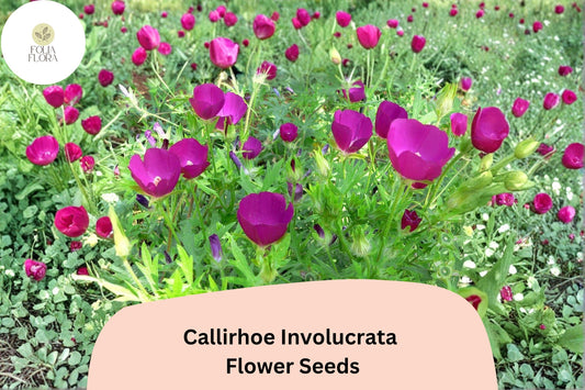 15 Callirhoe involucrata Seeds | Purple Poppy Mallow | Low-Growing Native Groundcover Wildflower