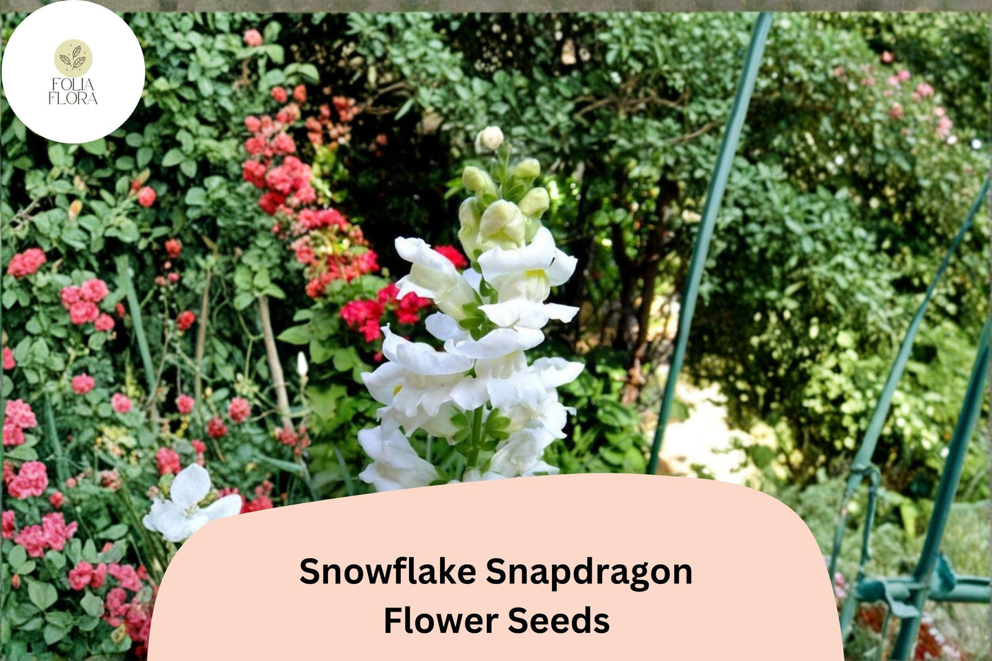 1000+ Snowflake Snapdragon Seeds | Antirrhinum majus | Pure White Garden Flowers for Beds, Borders & Pots