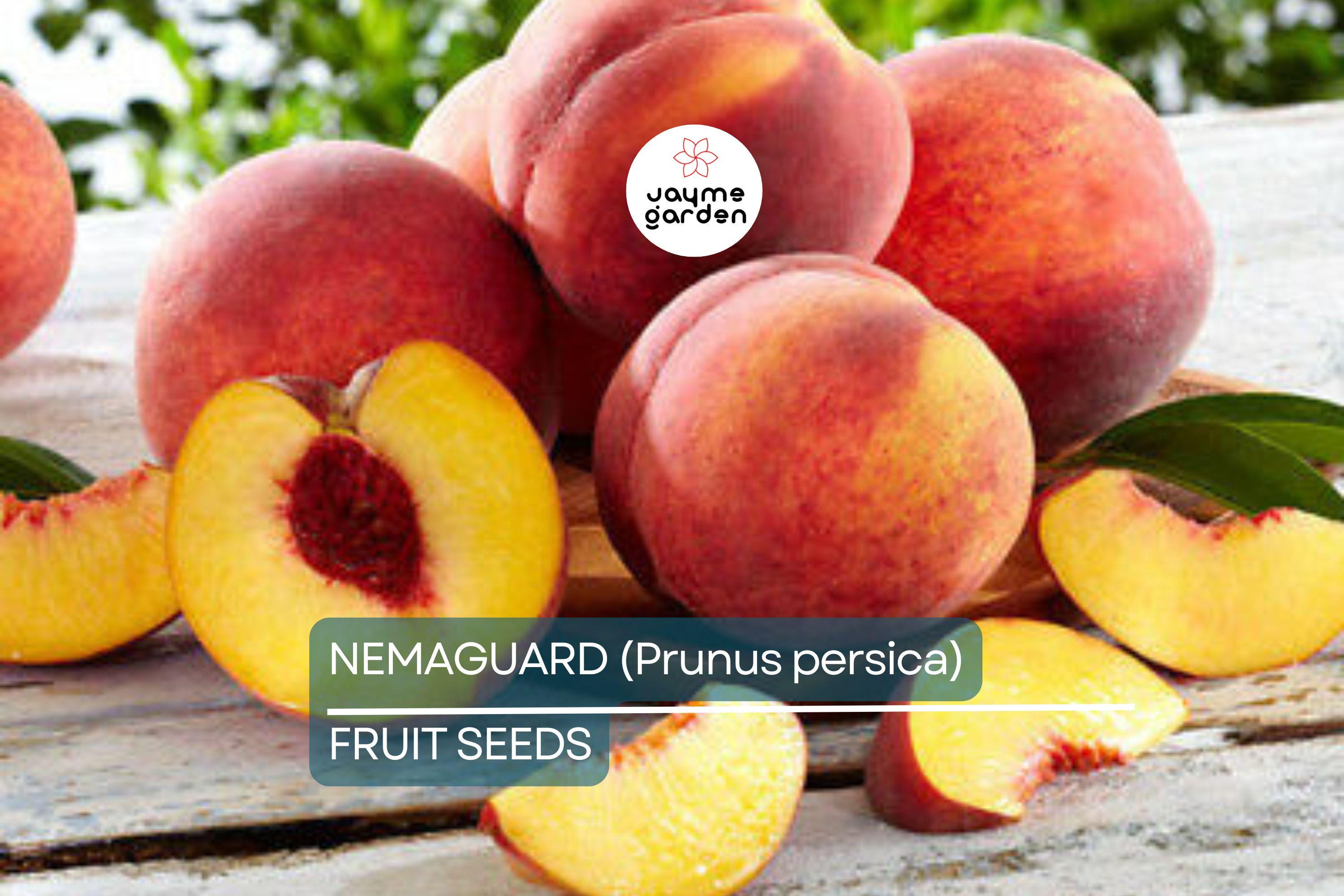 3 Peach Tree Seeds - Dwarf Loring Nemaguard (Prunus persica) - Fast-Growing Hardy Fruit Tree